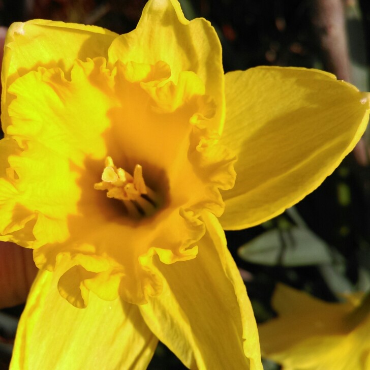 Plant image Narcissus lobularis