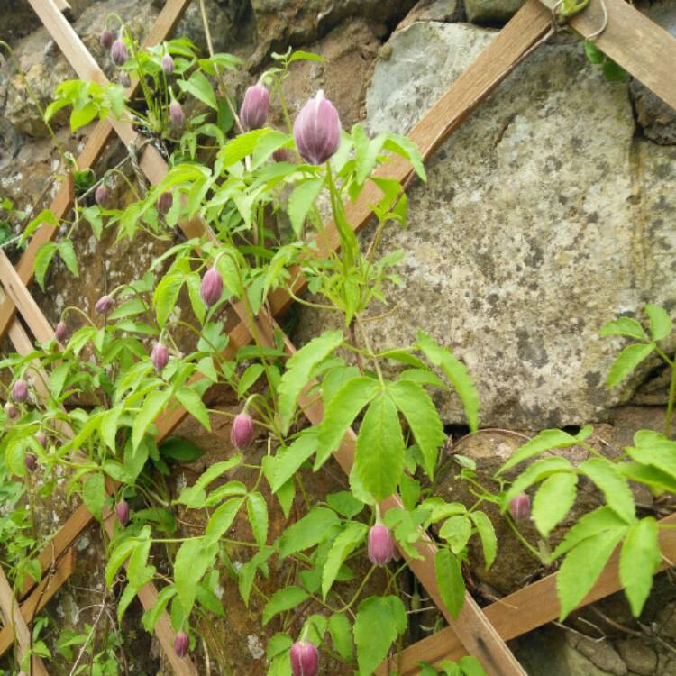 Plant image Clematis alpina 'Constance'