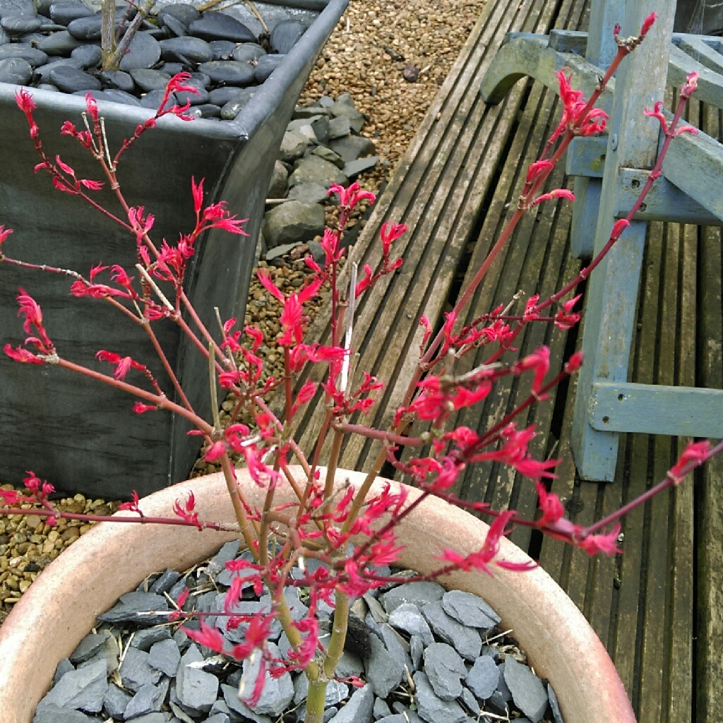 Plant image Acer Palmatum 'Crippsii'