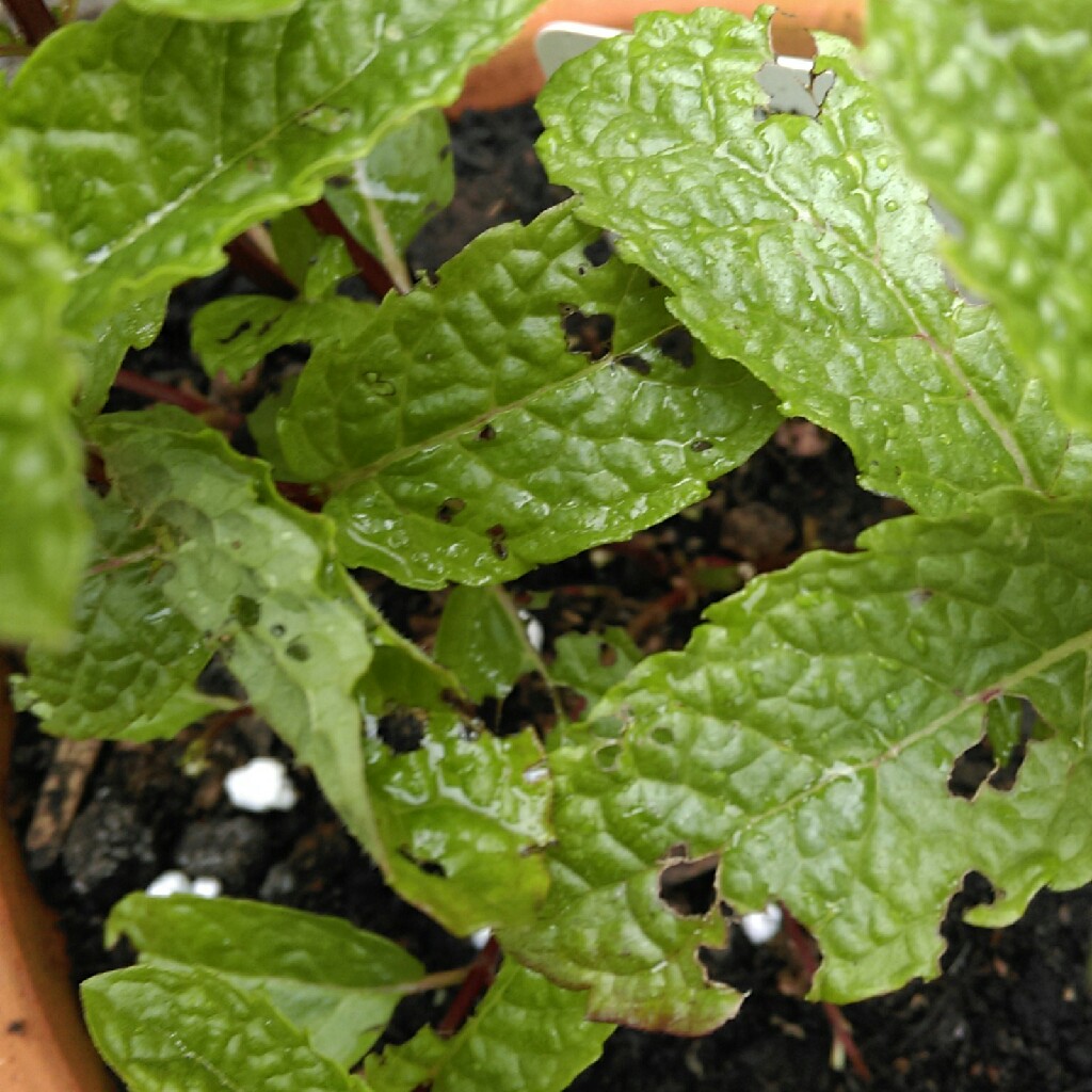 Plant image Mentha spicata var. crispa 'Moroccan'