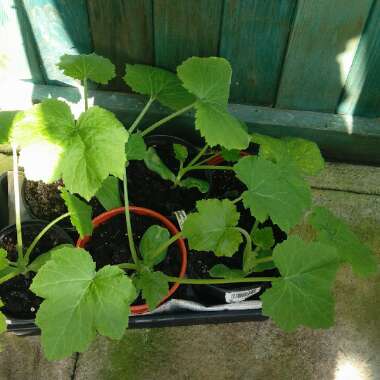 Cucurbita Pepo var. Cylindrica 'Romanesco'