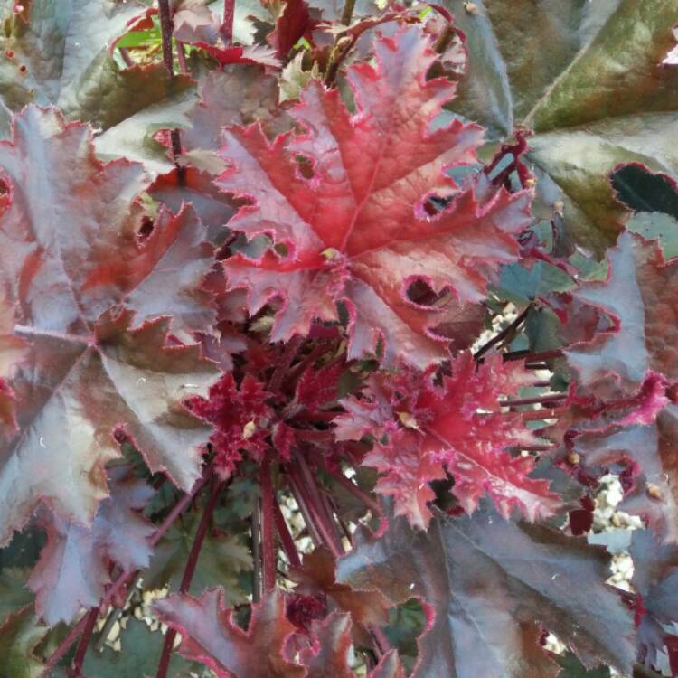 Plant image Heuchera 'Obsidian Coral bells'