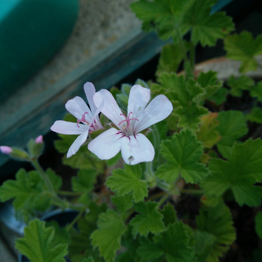 Plant image Pelargonium capitatum