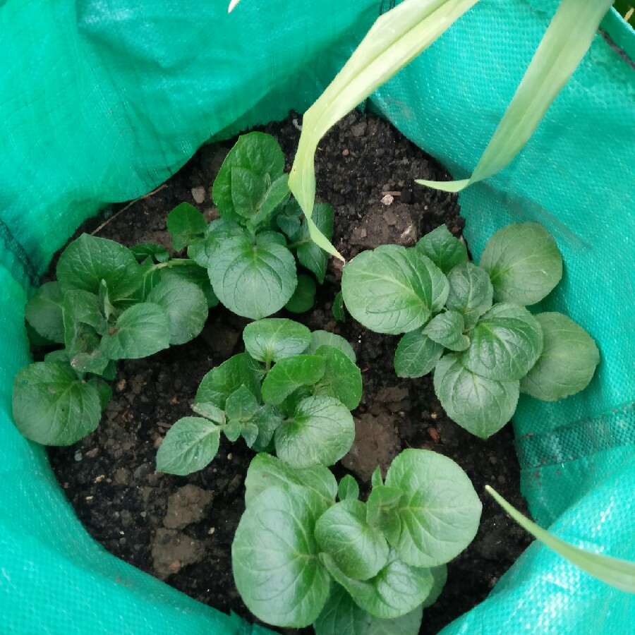 Plant image Solanum tuberosum 'Charlotte'