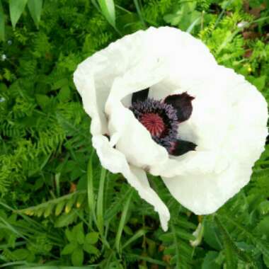 Papaver