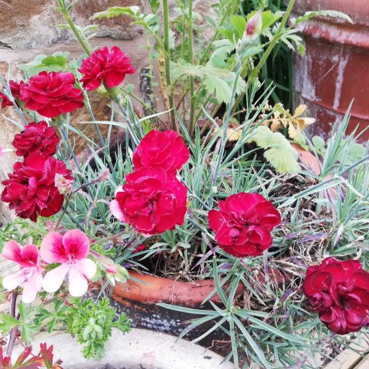 Plant image Dianthus 'Devon Xera 'Firestar'