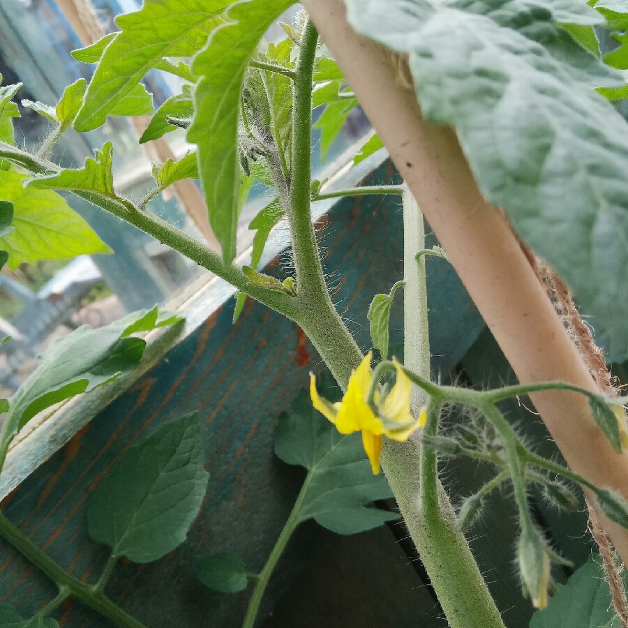 Plant image Solanum lycopersicum 'Sungold' syn. Solanum lycopersicum 'Sun Gold'