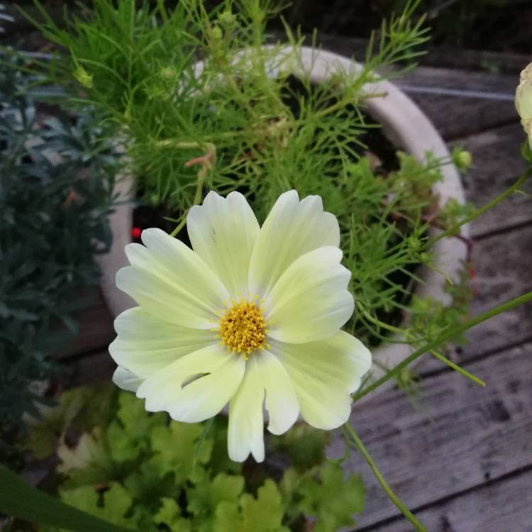 Plant image Cosmos bipinnatus 'Lemonade'