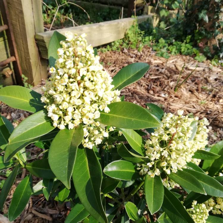 Plant image Skimmia x confusa 'Kew Green'