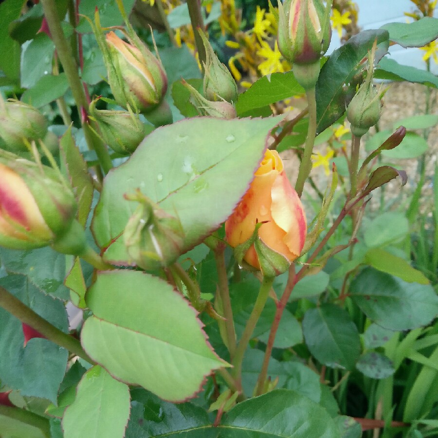 Plant image Rosa 'Ausmas' syn. Rosa 'Graham Thomas'