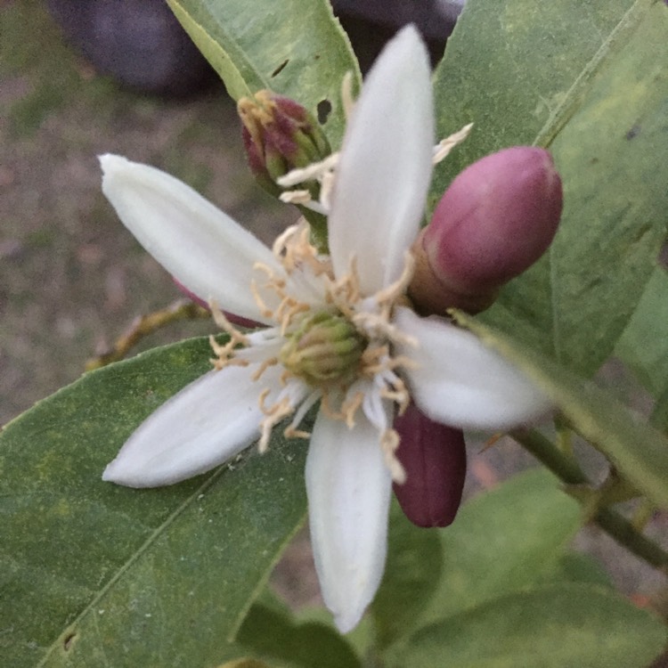 Plant image Citrus medica var. digitata