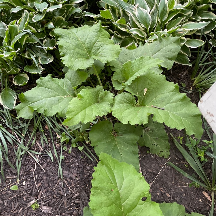 Plant image Arctium lappa