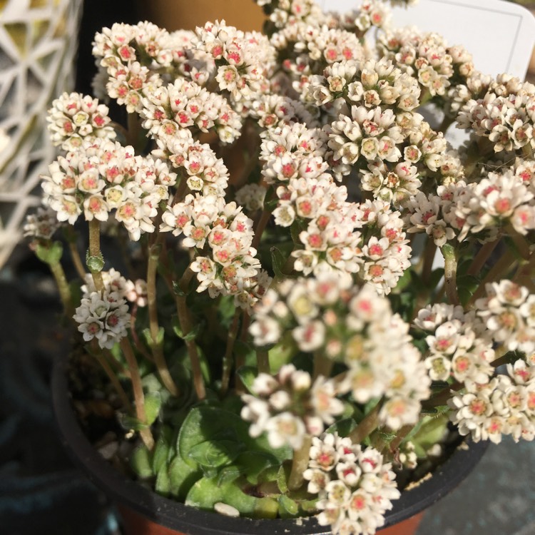 Plant image Crassula socialis