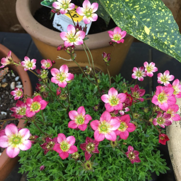 Plant image Saxifraga 'Peter Pan'