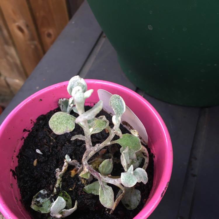 Plant image Helichrysum