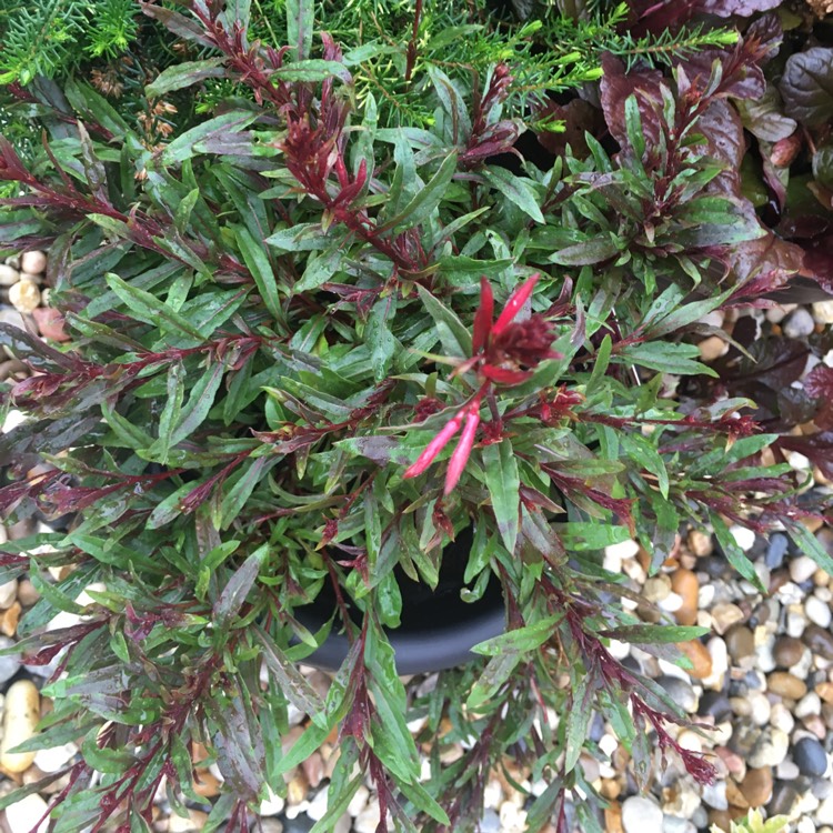 Plant image Oenothera lindheimeri 'Florgaucomro' syn. Oenothera lindheimeri 'Gaudi Rose', Gaura lindheimeri 'Gaudi Rose'