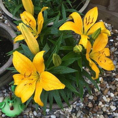 Lily (Asiatic)