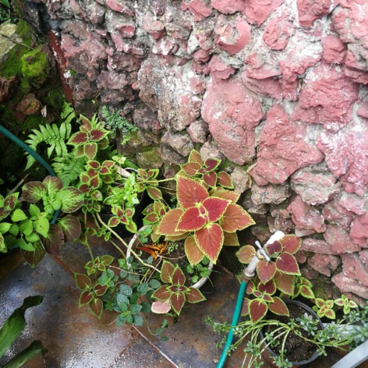 Plant image x Heucherella