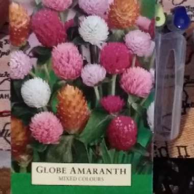 Globe Amaranth