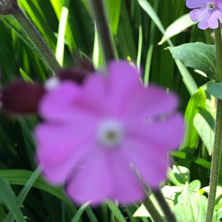 Plant image Silene dioica 'Clifford Moor'