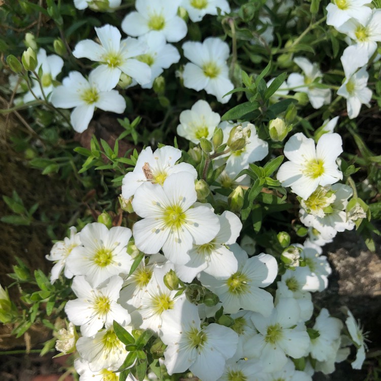 Plant image Arenaria montana 'Avalanche'