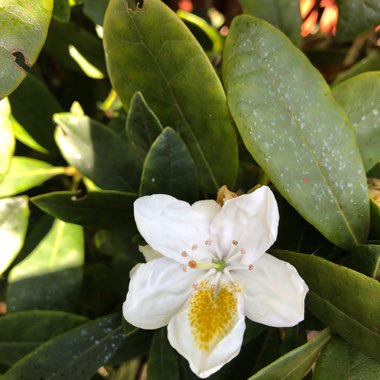 Rhododendron 'Madame Masson'