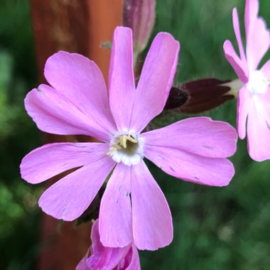 Red Campion 'Clifford Moor'