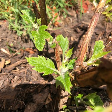 Oak-Leaf Hydrangea