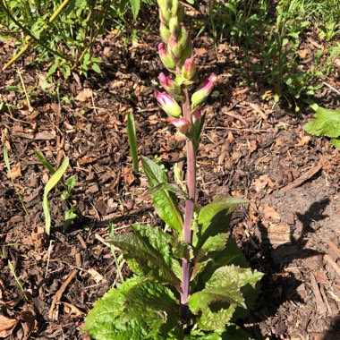 Digitalis 'Illumination'