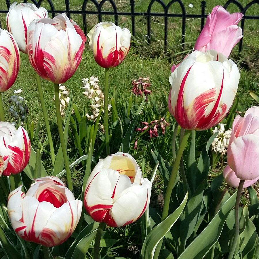 Plant image Tulipa marjoletti