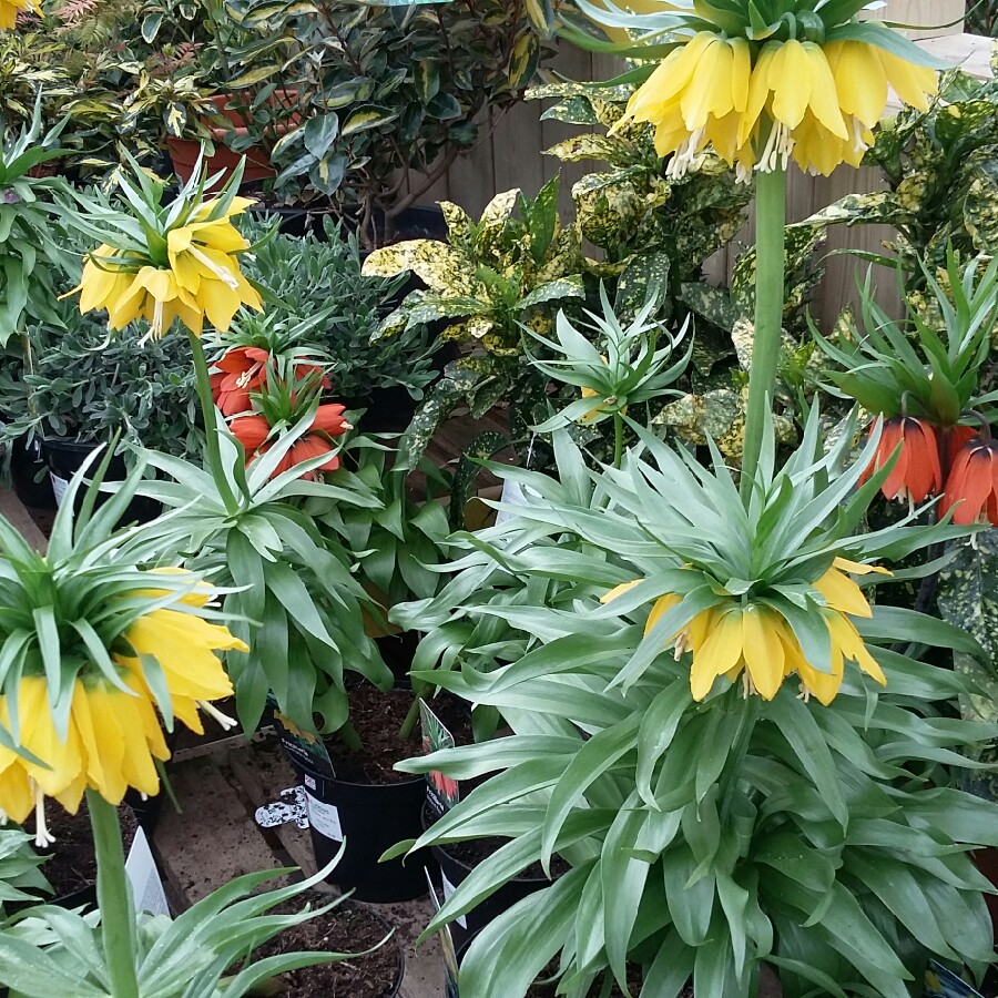 Plant image Fritillaria imperialis 'Lutea'