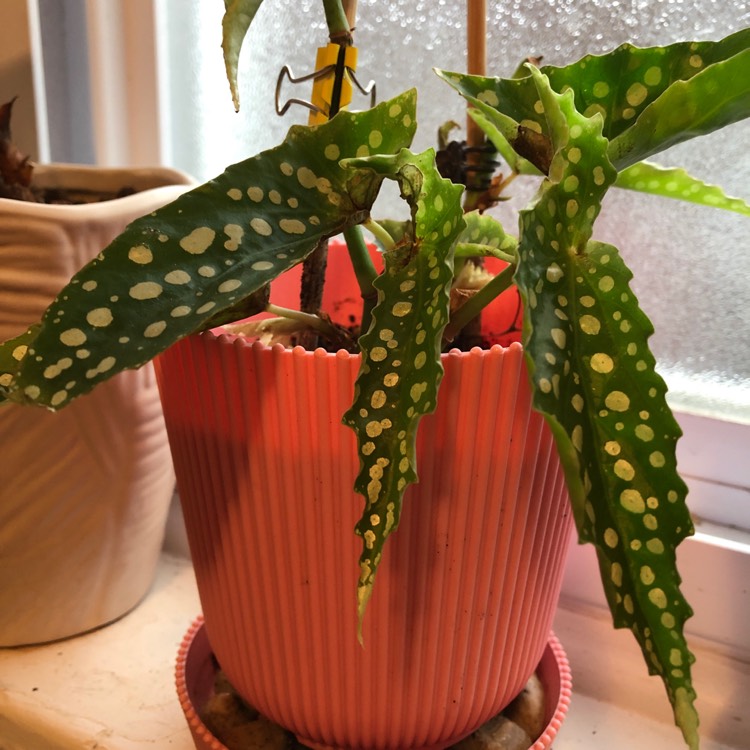 Plant image Begonia 'Dragon Wing'