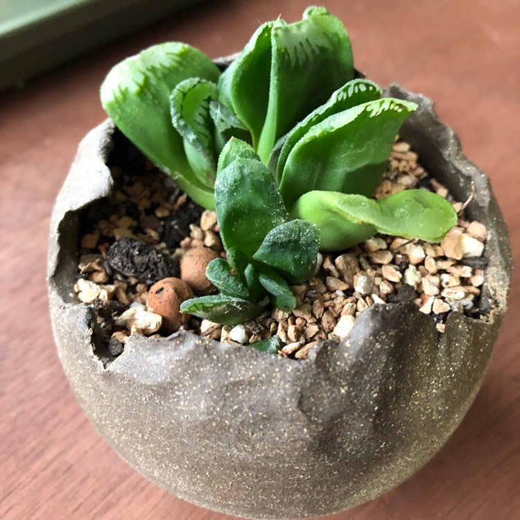 Plant image Haworthia truncata