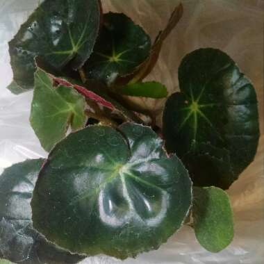 Begonia x erythrophylla