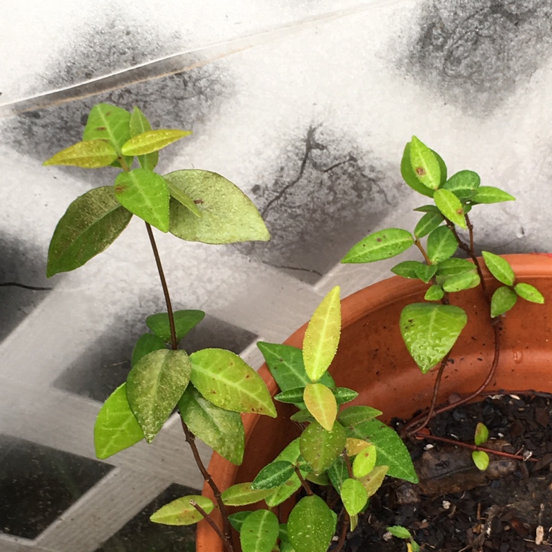 Plant image Trachelospermum asiaticum 'Ogon-Nishiki'