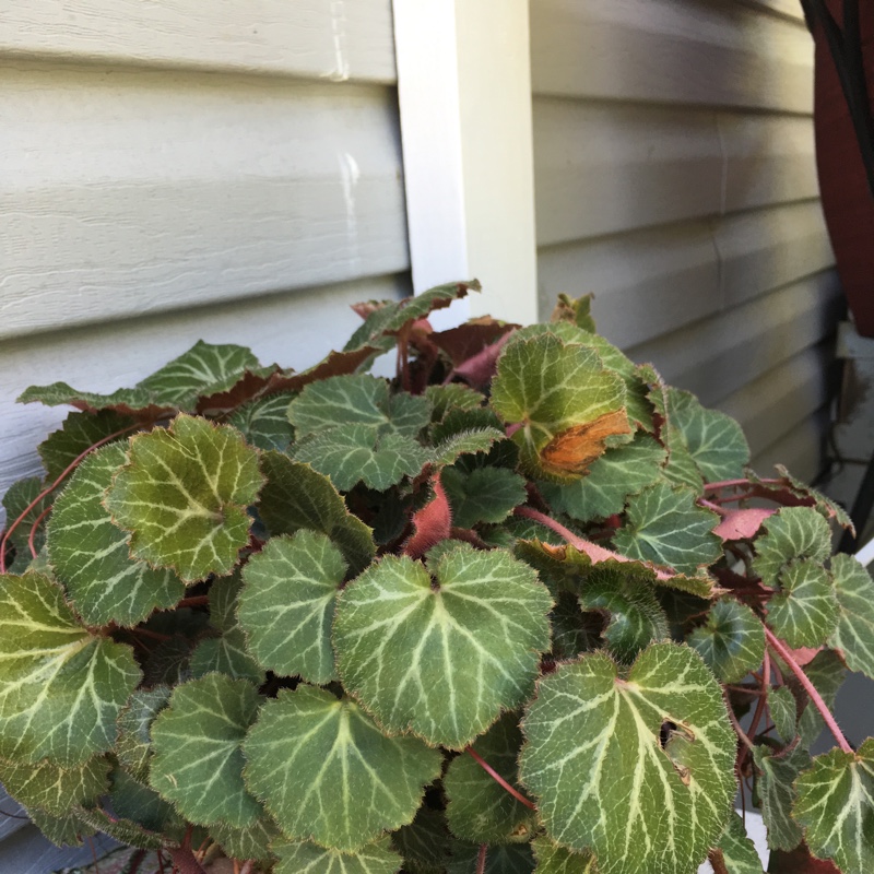 Plant image Saxifraga stolonifera