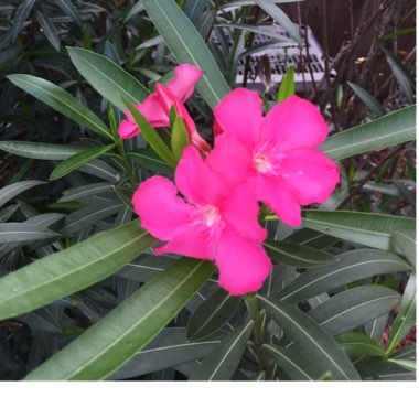 Nerium oleander