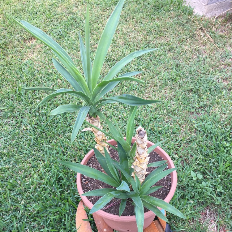 Plant image Yucca gloriosa