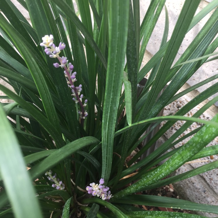 Plant image Pennisetum 'Kittentails'