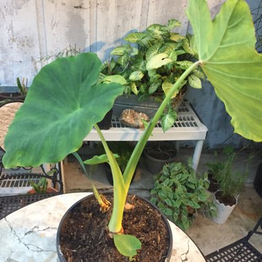 Colocasia esculenta  syn. Colocasia antiquorum