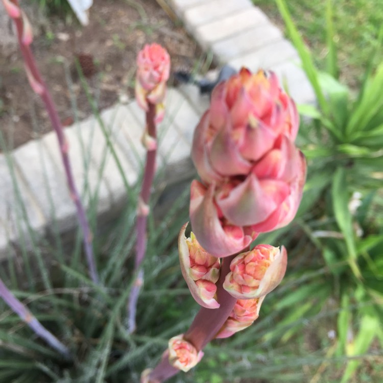 Plant image Hesperaloe Parviflora