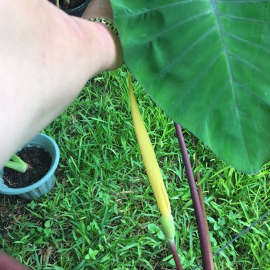 Colocasia esculenta  syn. Colocasia antiquorum