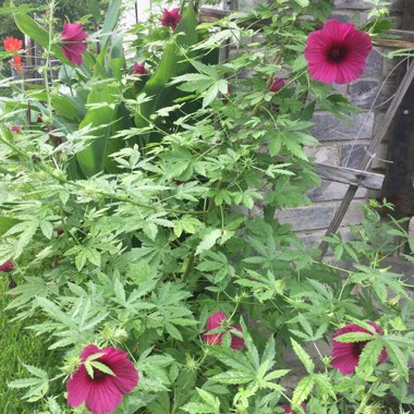 Hibiscus grandiflorus