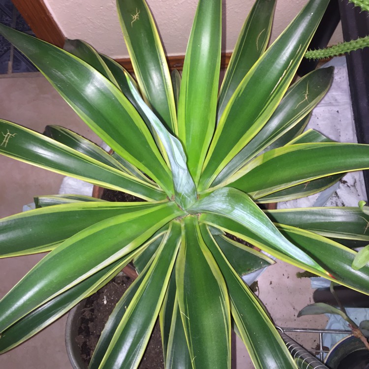 Plant image Agave guiengola 'Creme Brule'