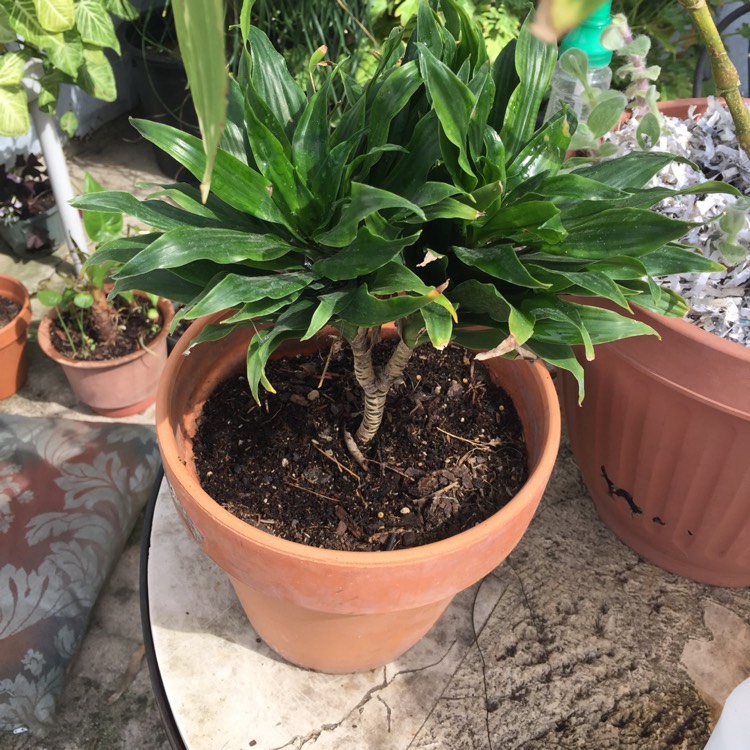 Plant image Dracaena fragrans 'Janet Craig' Compacta