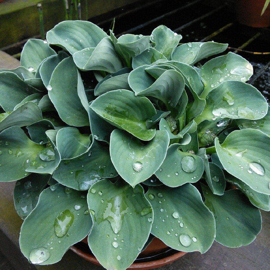 Plantain Lily 'Blue Mouse Ears'