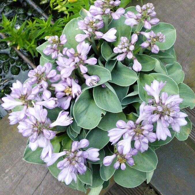 Plantain Lily 'Blue Mouse Ears'