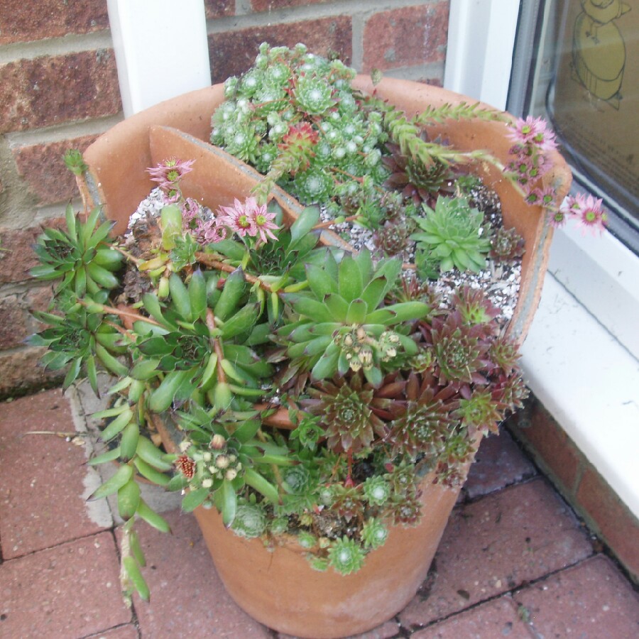 Sempervivum