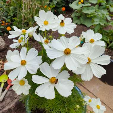 Cosmea 'Sonata White'