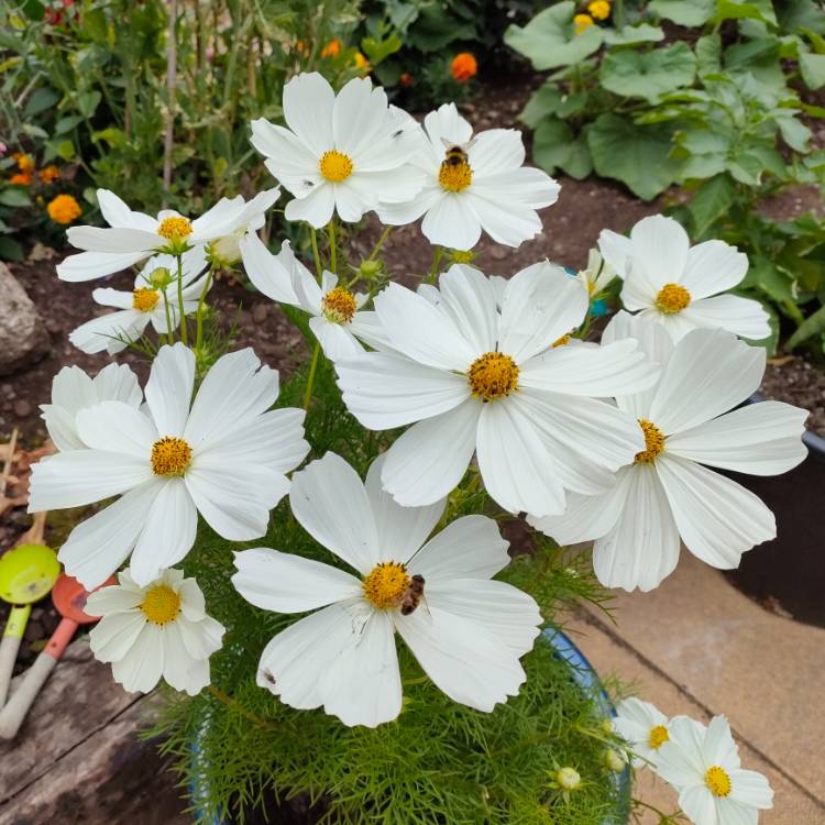 Plant image Cosmos Bipinnatus 'Sonata White'